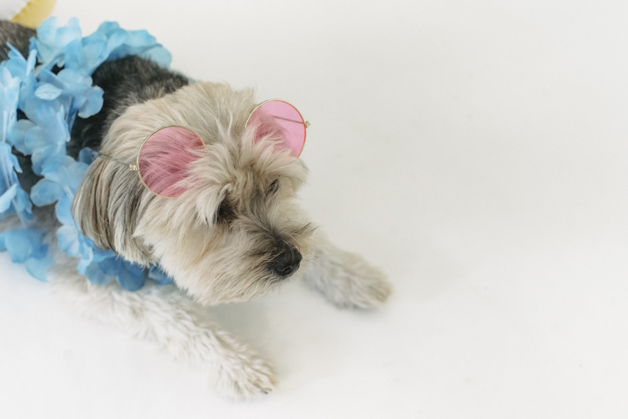 Summer Safety: Keeping Your Dog Comfortable in the Heat