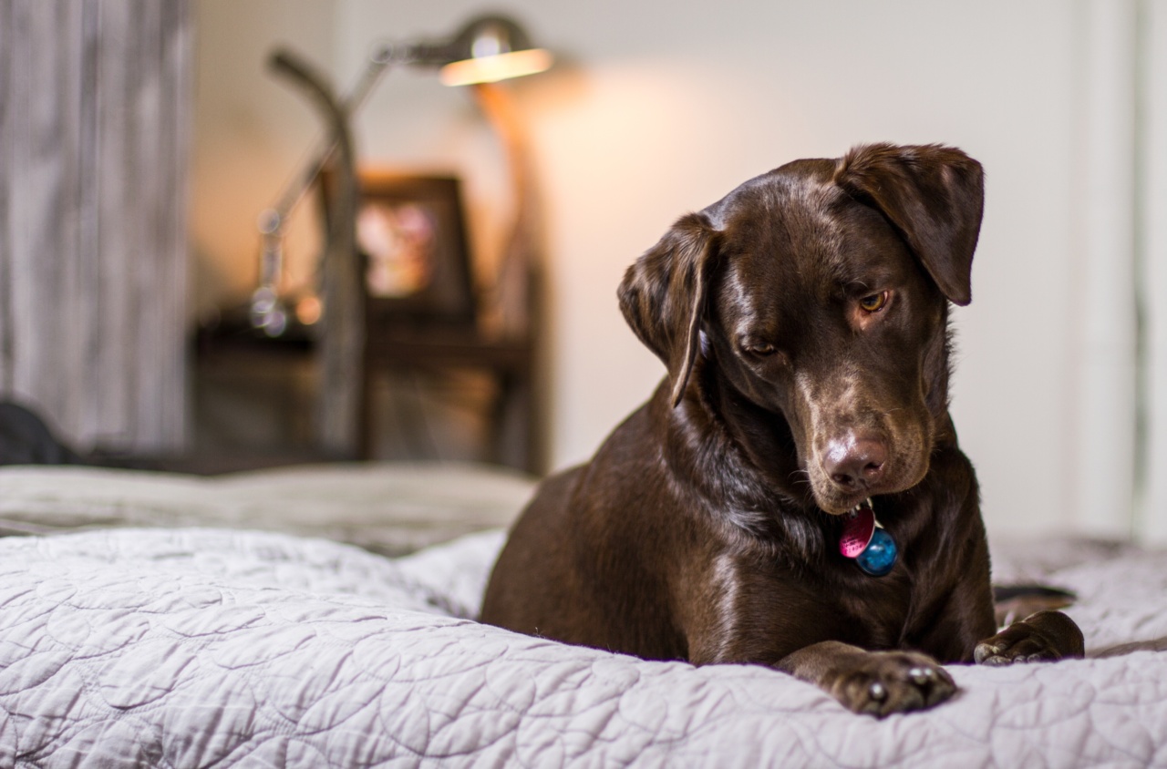 Sharing Your Bed with a Canine Can Help You Sleep Better