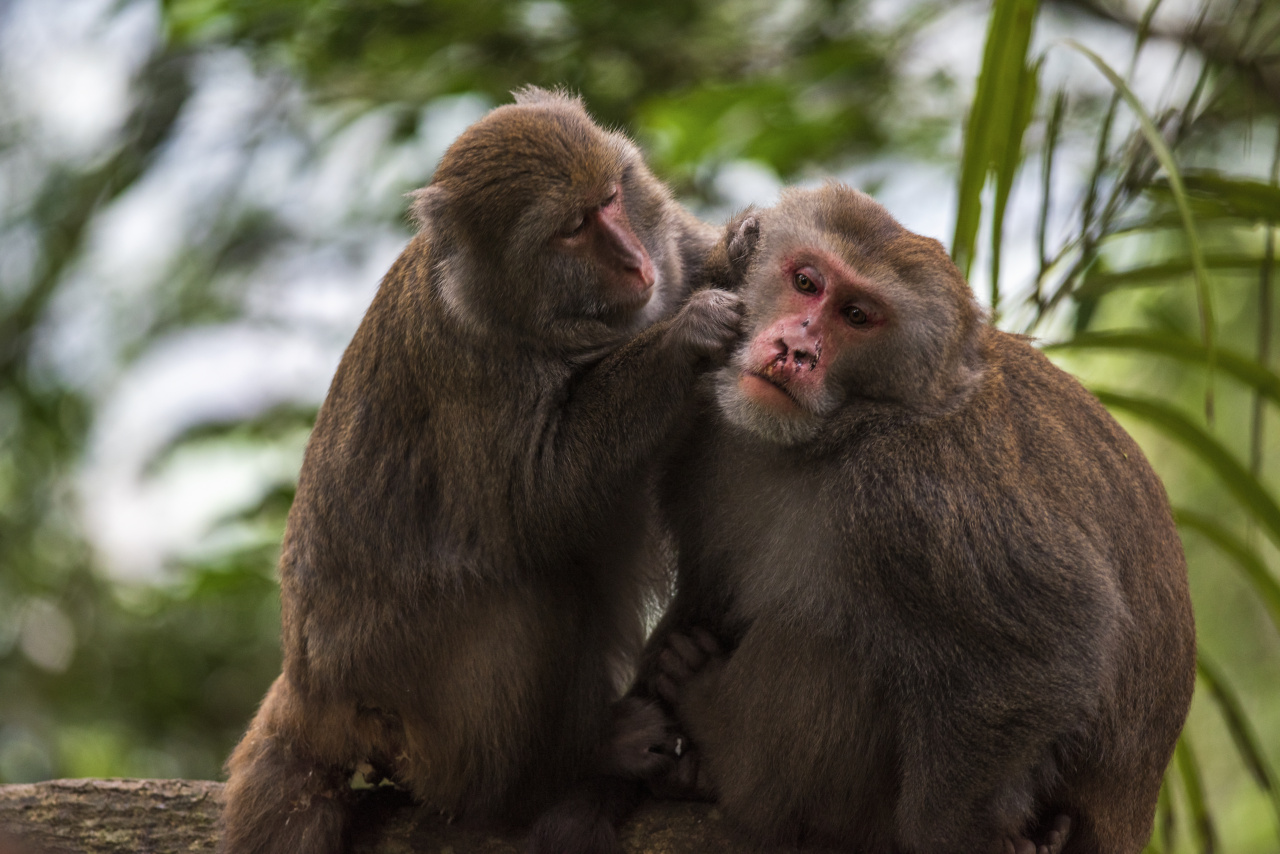 Picks of Monkeys Can Cause Encephalitis and Seizures, Study Warns