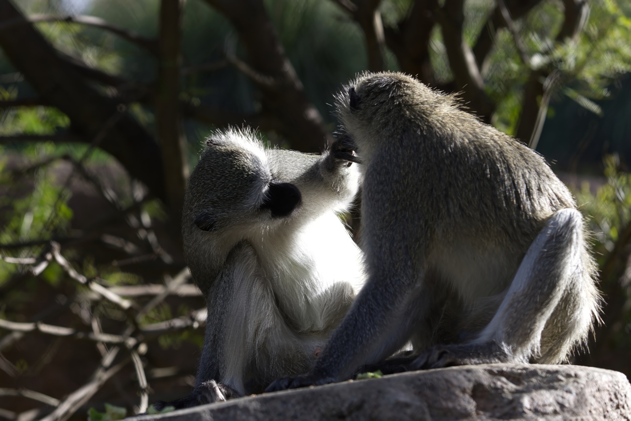 Monkeys learn to point from each other