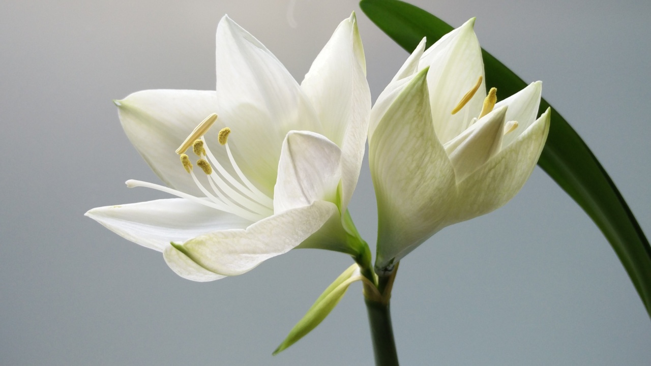 Get rid of indigestion and bloating with Farmasserv Lilly