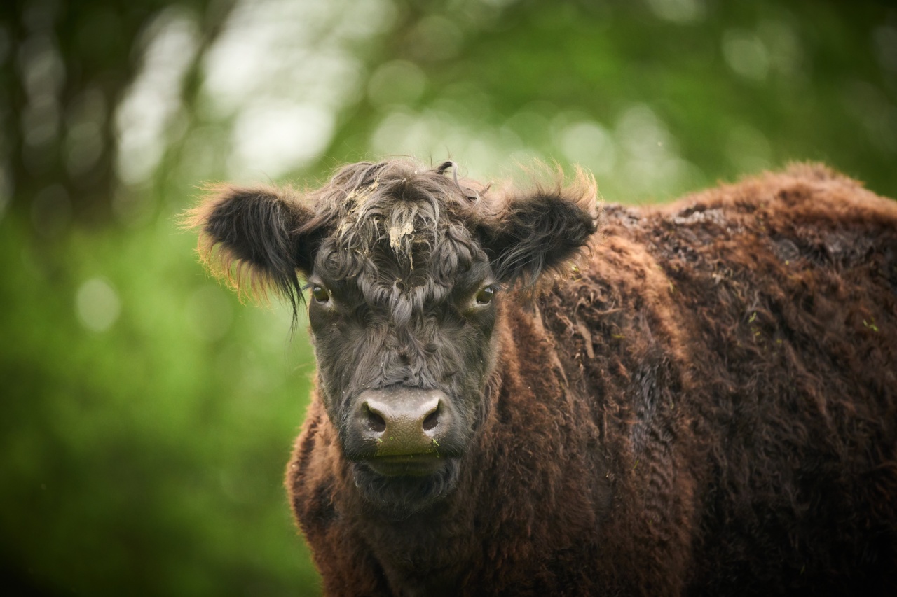 Is Mad Cow Disease Making a Comeback?