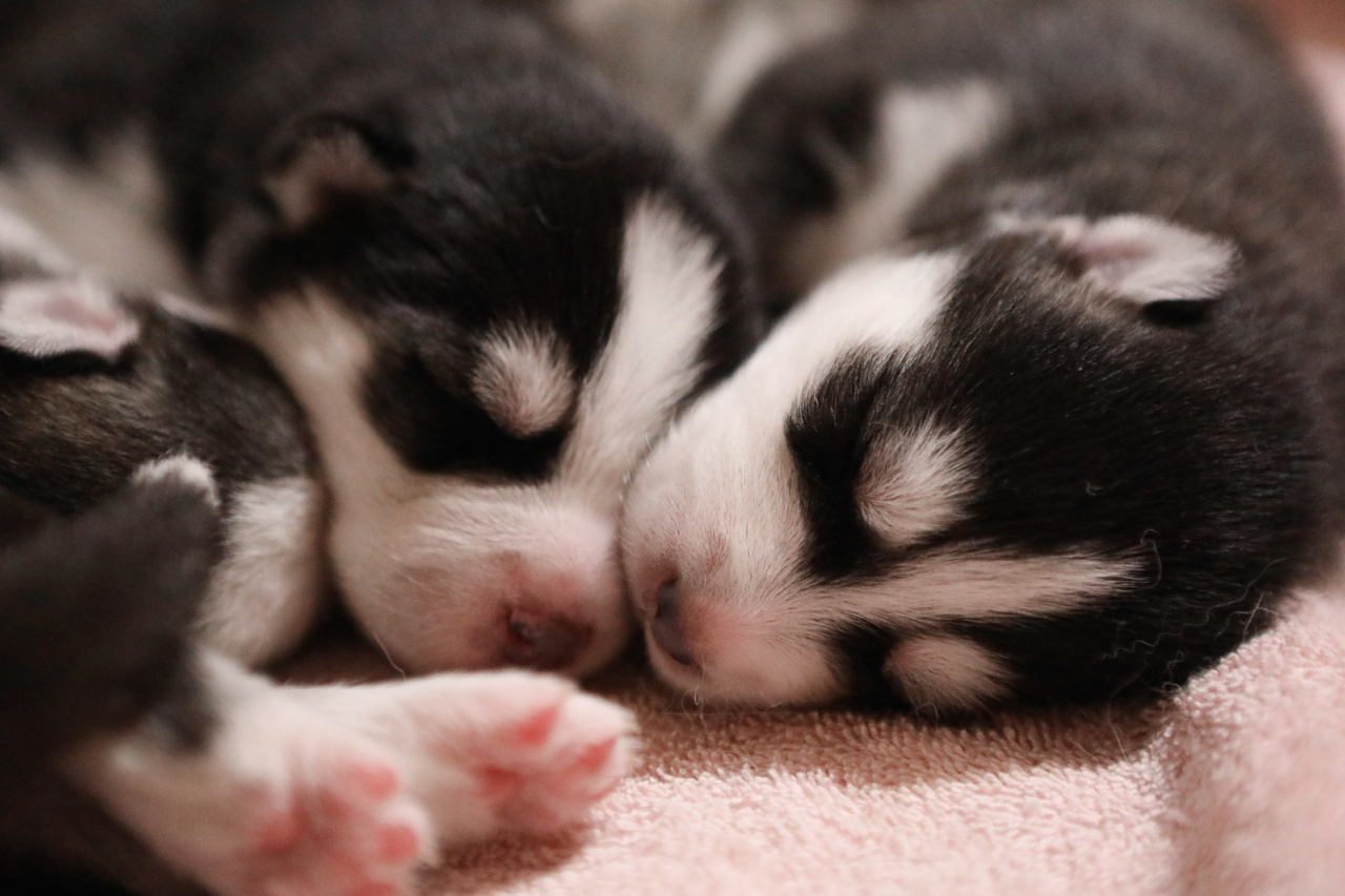 Paws and Effect: The Perilous Lives of Research Dogs