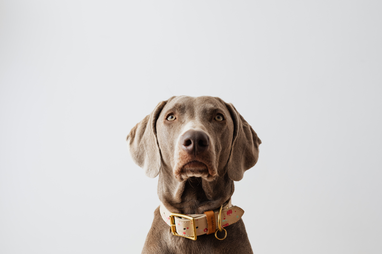 Proven methods to gain your dog’s confidence