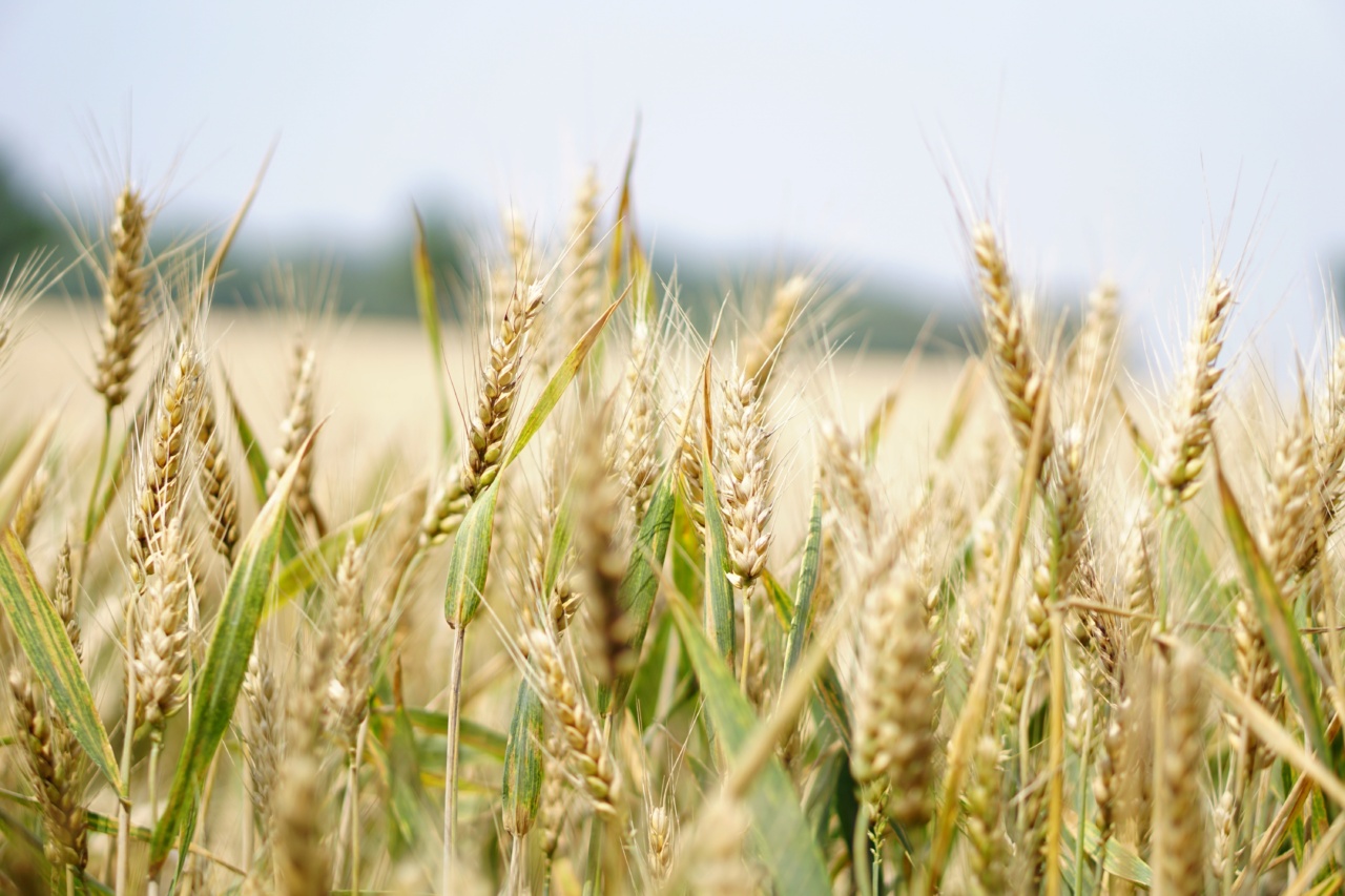 Seed It Up: A Healthier You