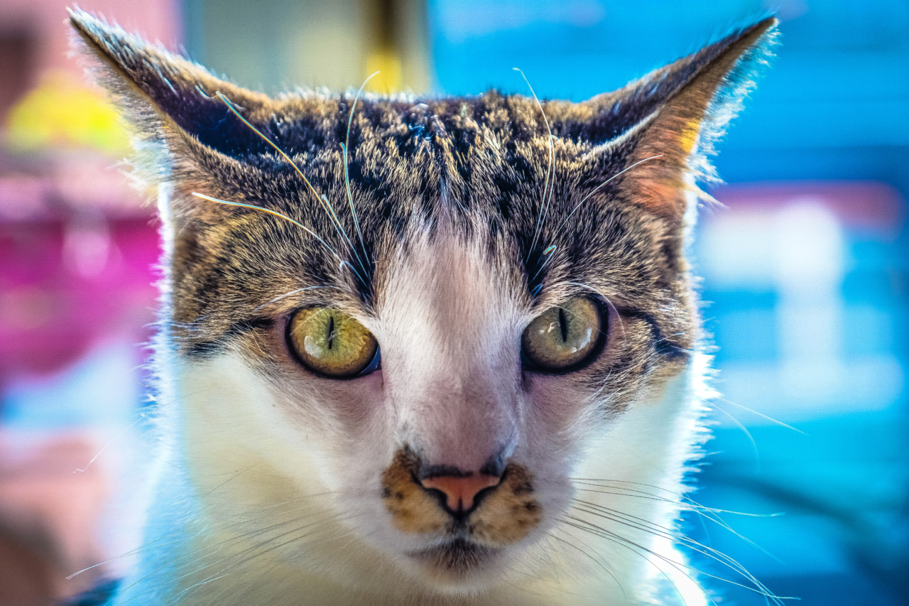 The Importance of Water Intake for Your Feline Companion
