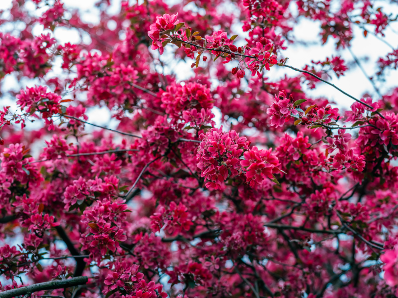 When Spring Allergies Attack: Coping with Conjunctivitis