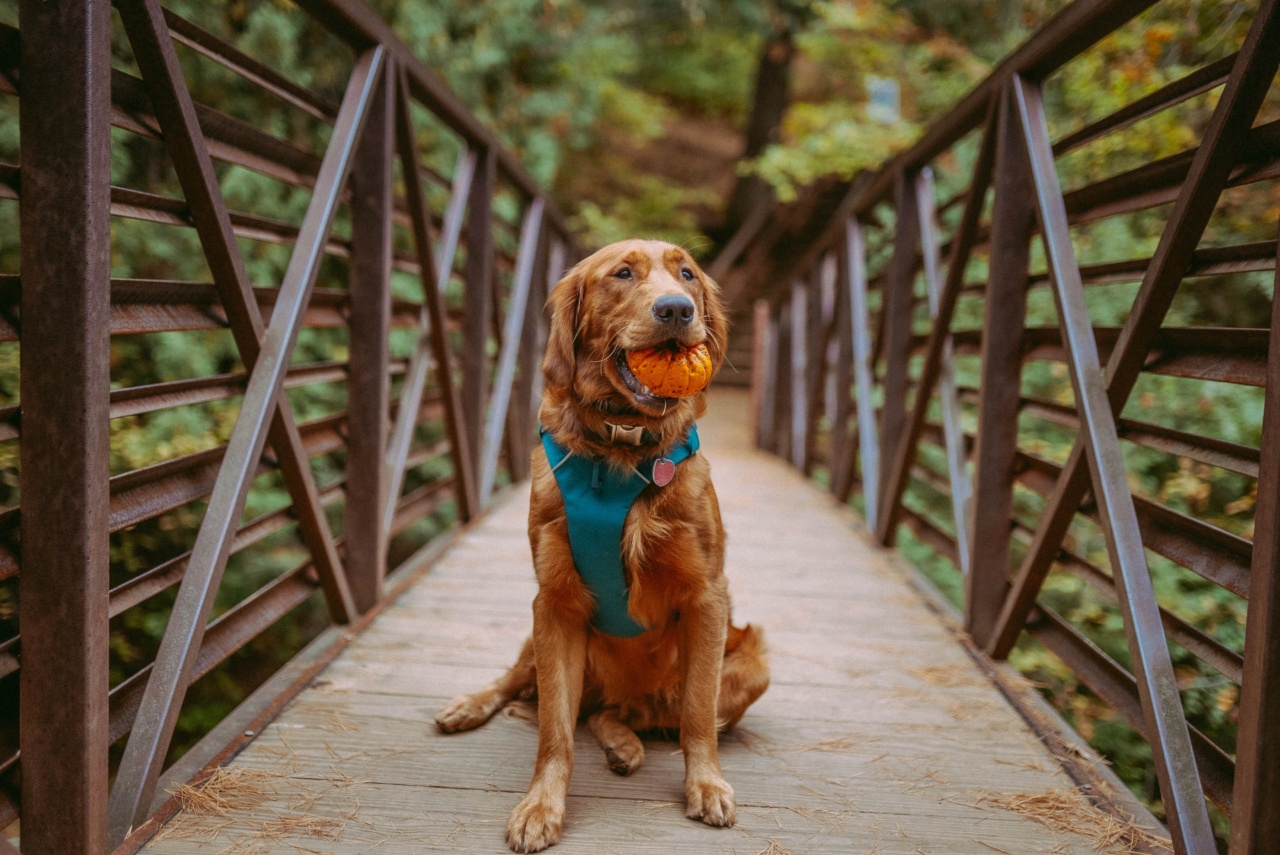 Keeping Your New Puppy Safe from Biting