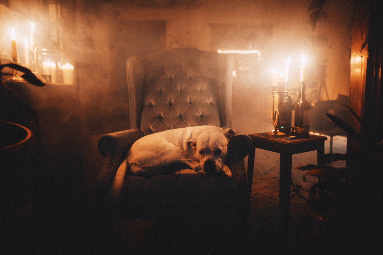 The magic of canine companionship