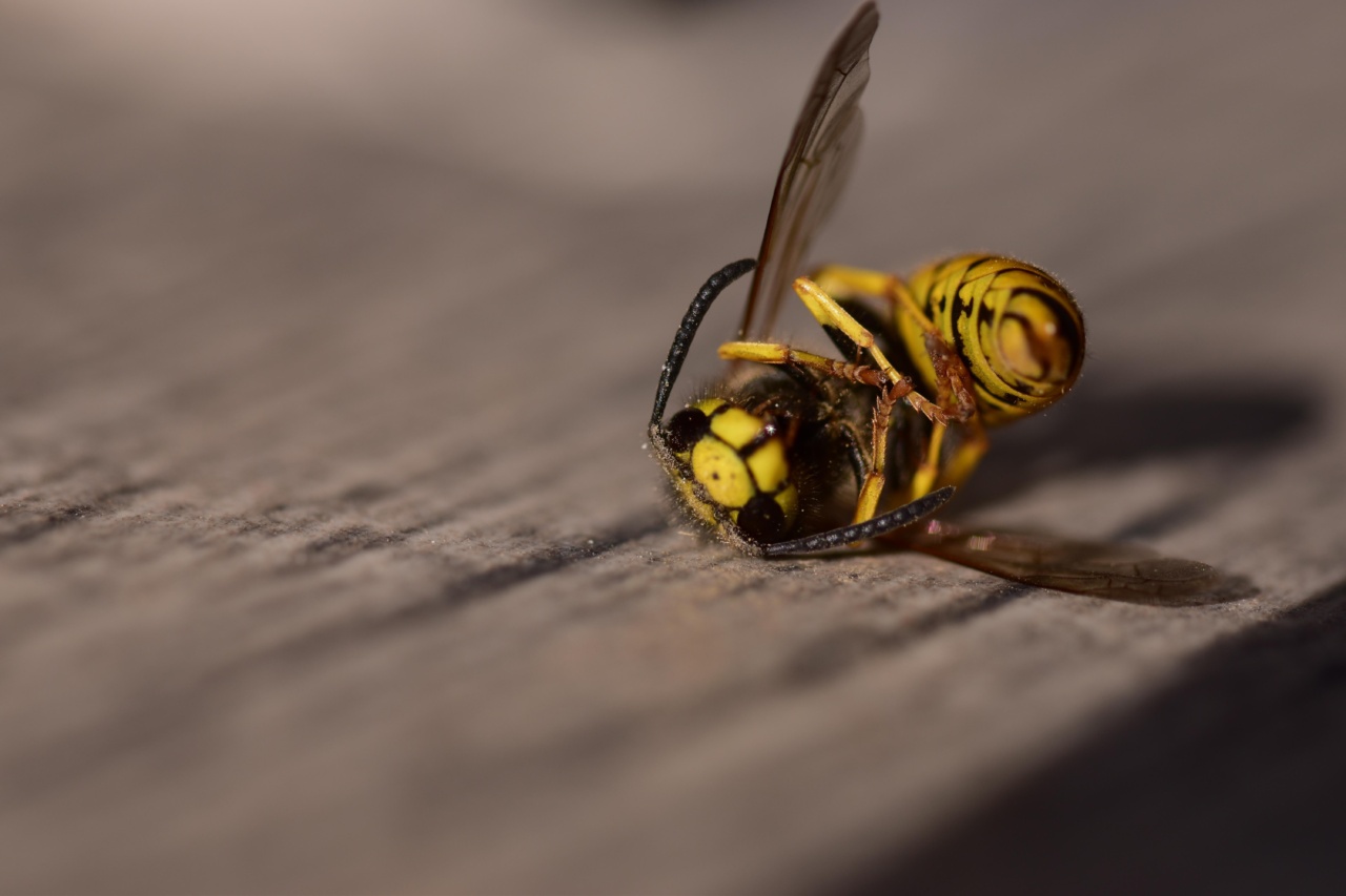 What to Do with a Dead Wasp, Bee, or Scorpion