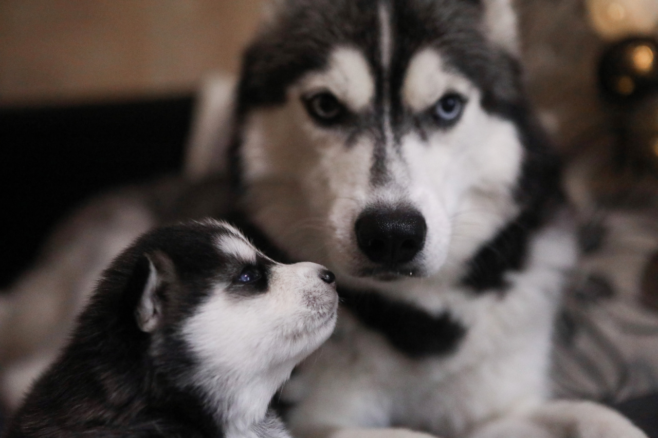 About a baby and a wolf