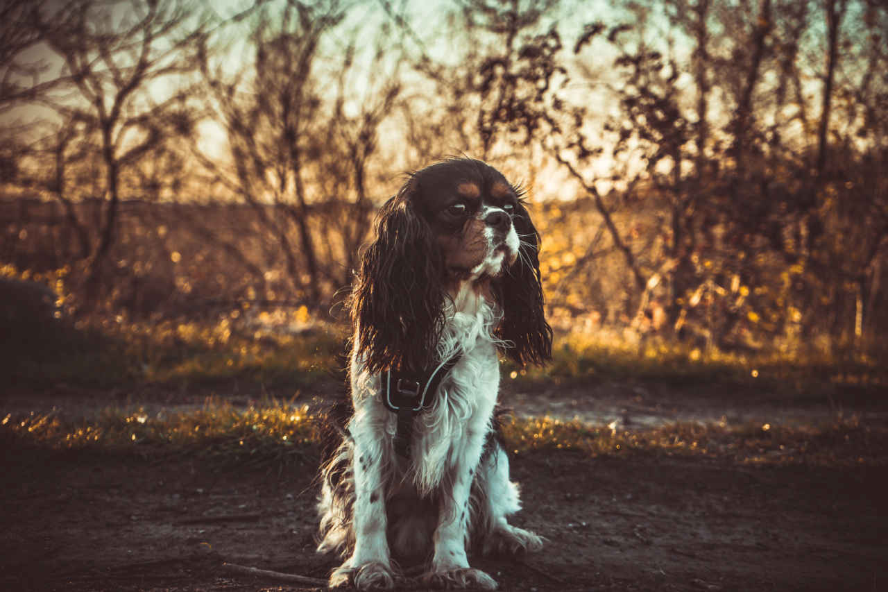What autumn check-ups should your dog get?