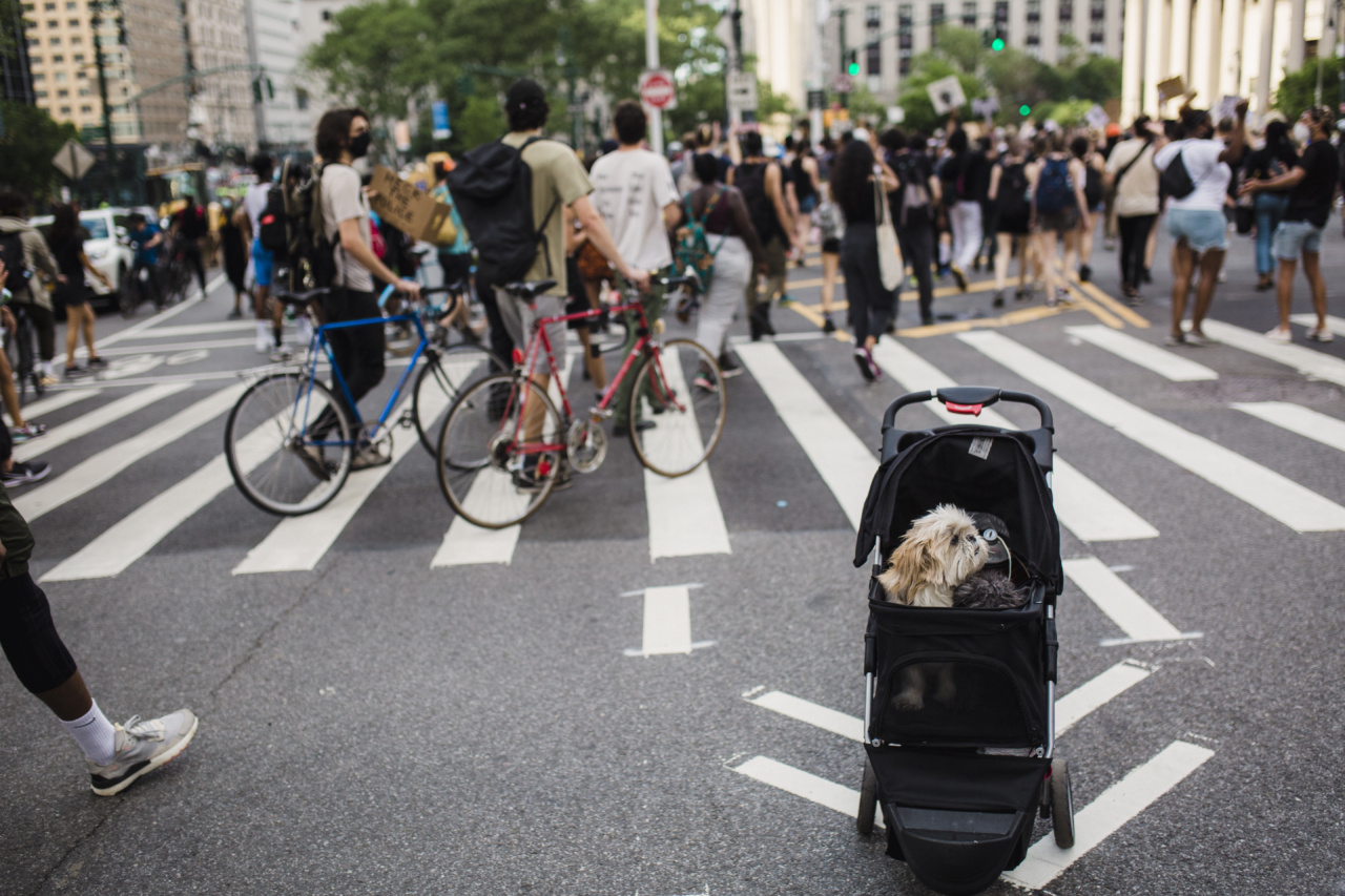 The Pet Obesity Crisis: Why it Matters