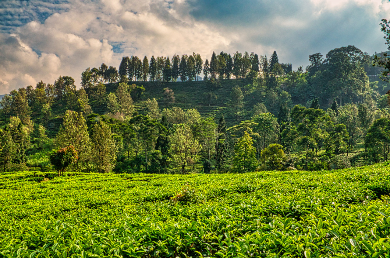 10 Surprising Benefits of Tea Tree for Your Beauty Routine