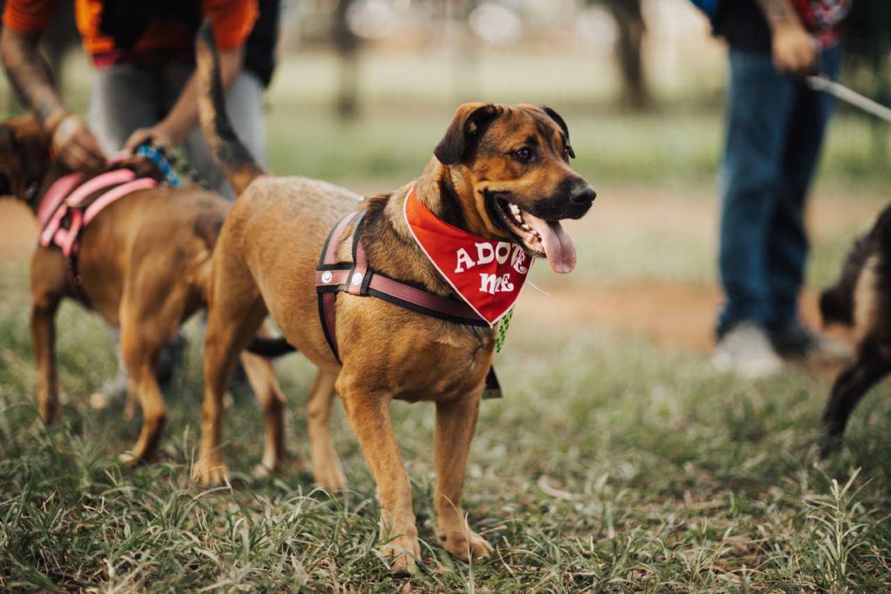 30 ways owners accidentally train their dogs to be afraid