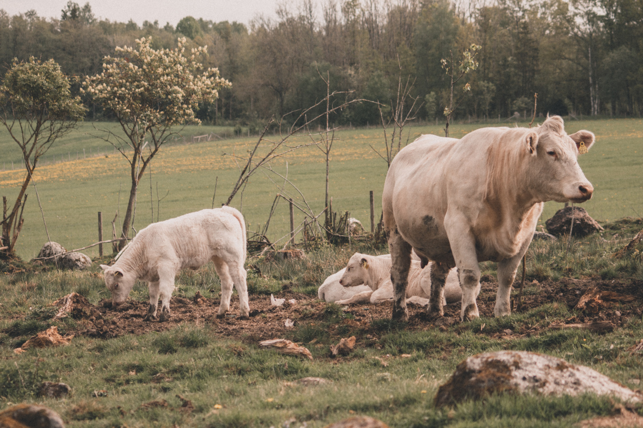 Is grazing or feasting better for your health?