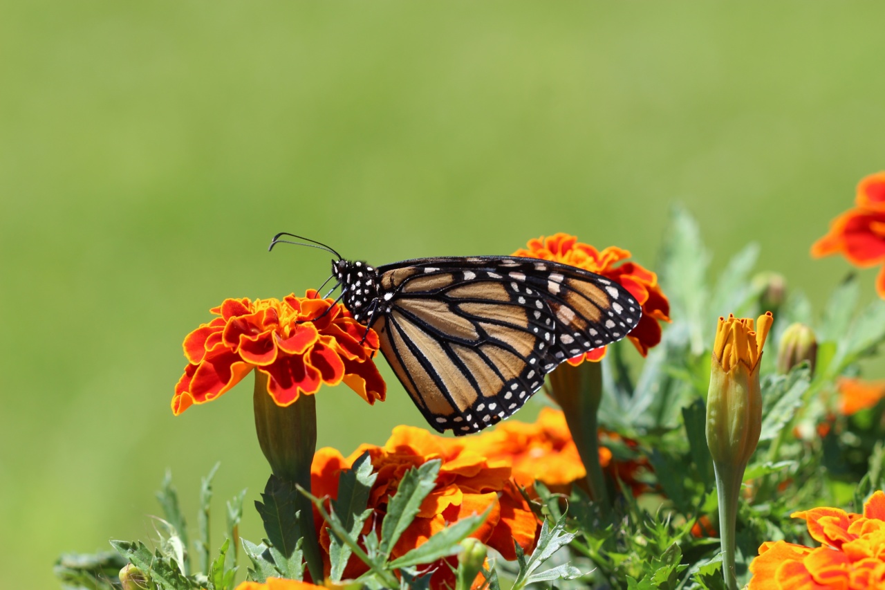 Get your bone density checked for free at ELPEN & Butterfly