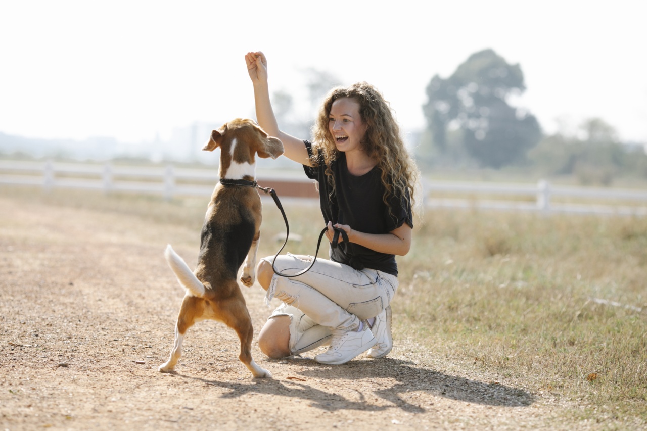 Ending the Begging: How to Train Your Dog Not to Beg