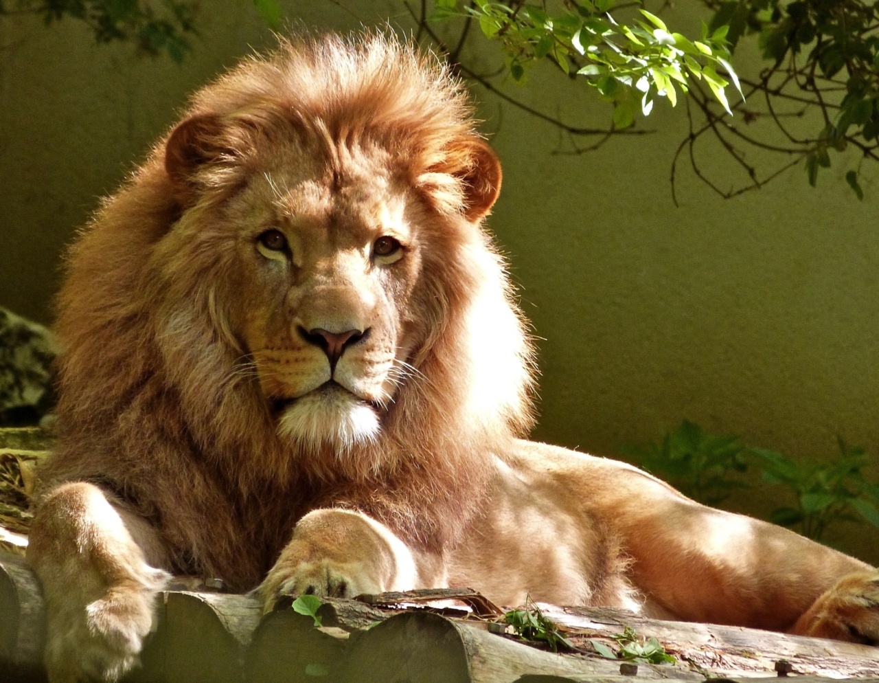 Fierce and Fantastic: Celebrating Wild Beasts