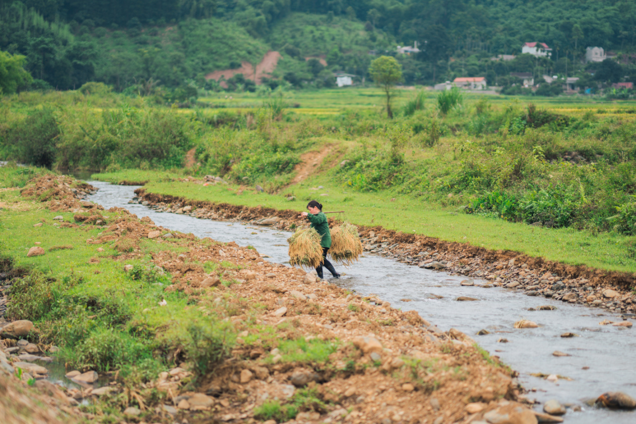 Revolutionary key gene found to enhance mutated rice