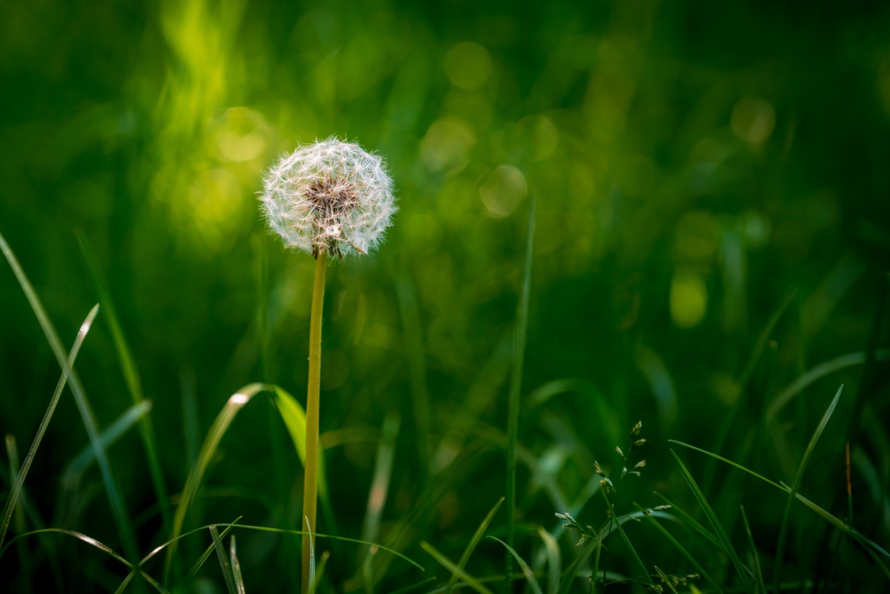 Unveiling the hidden benefits of a common weed