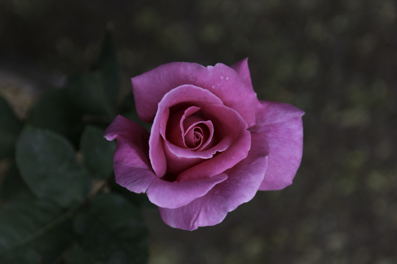 Blooming with Summer’s Scents