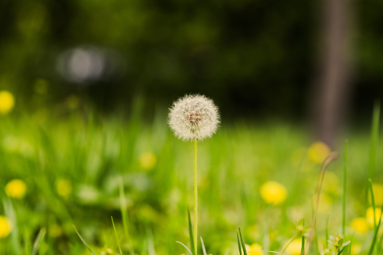 The Marvelous Health Benefits of Dandelion