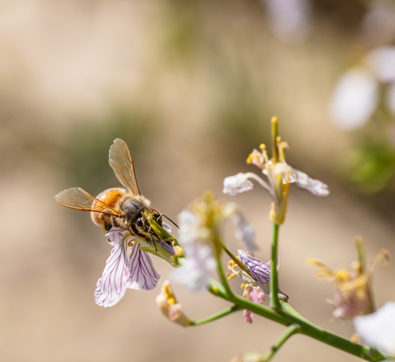 The therapeutic potential of honey in cancer
