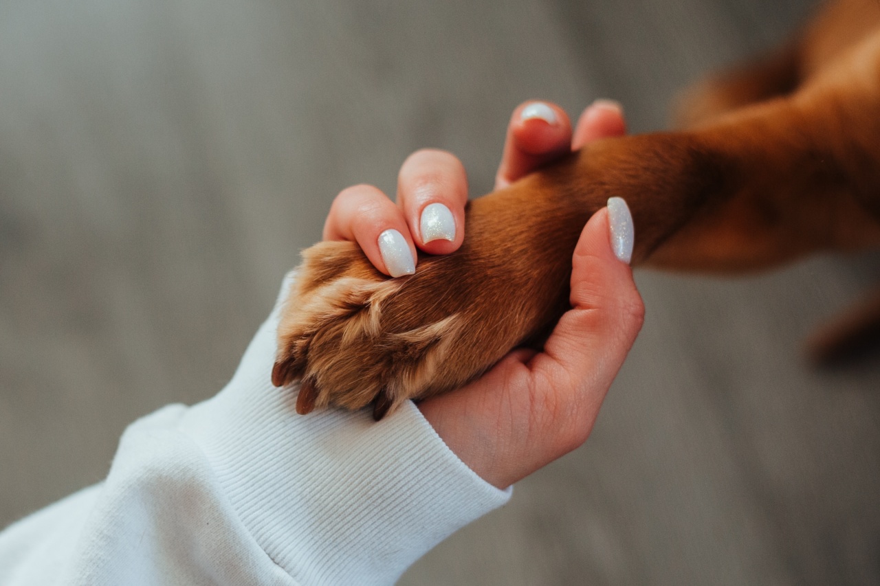 Eye contact: The command that will strengthen your bond