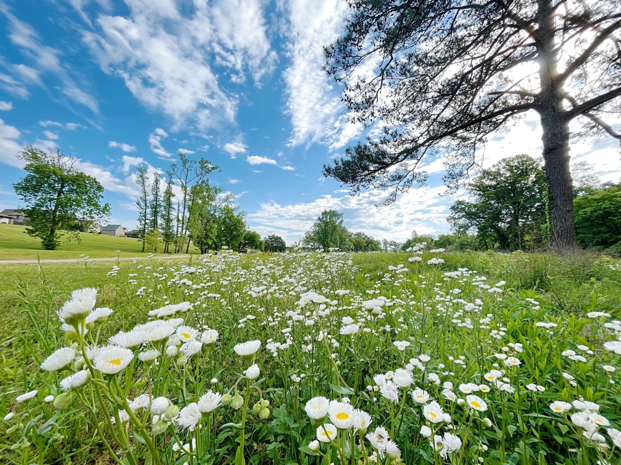 How chamomile helps with autism symptoms