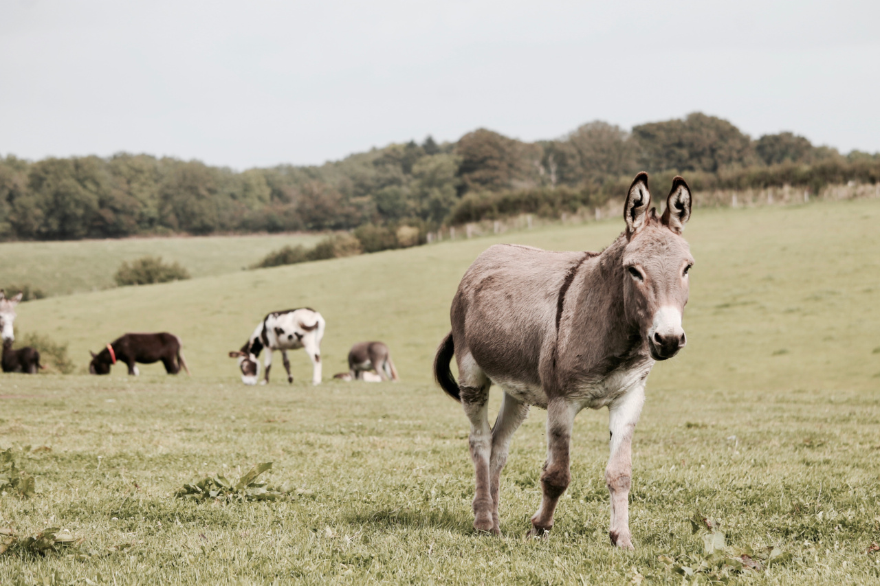 Donkey Milk: A Natural Anti-Aging Elixir