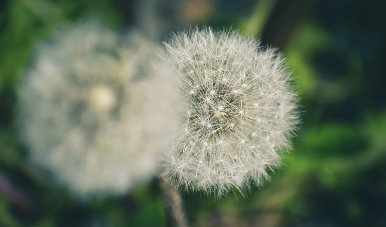 Discover the benefits of Dandelion herb