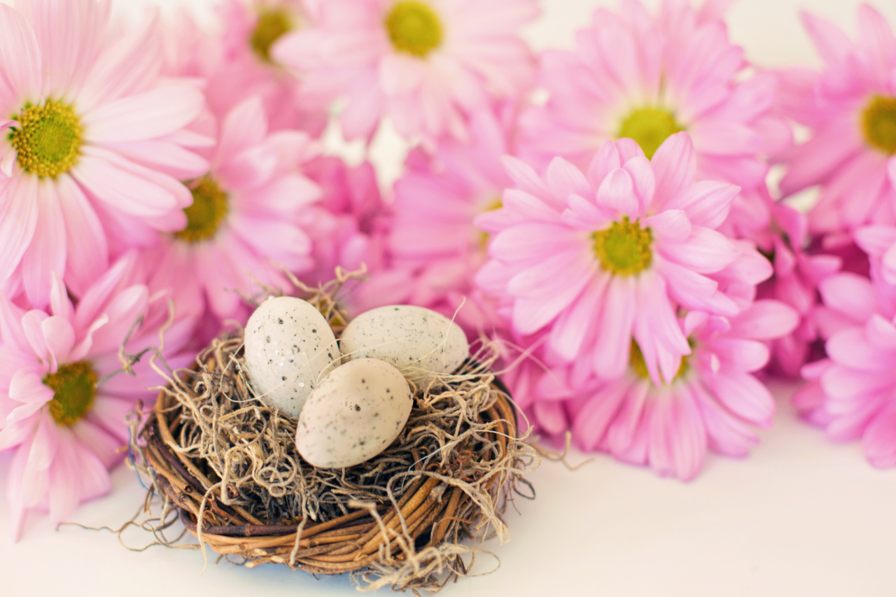 Don’t Toss Your Egg Shells – Here’s Why