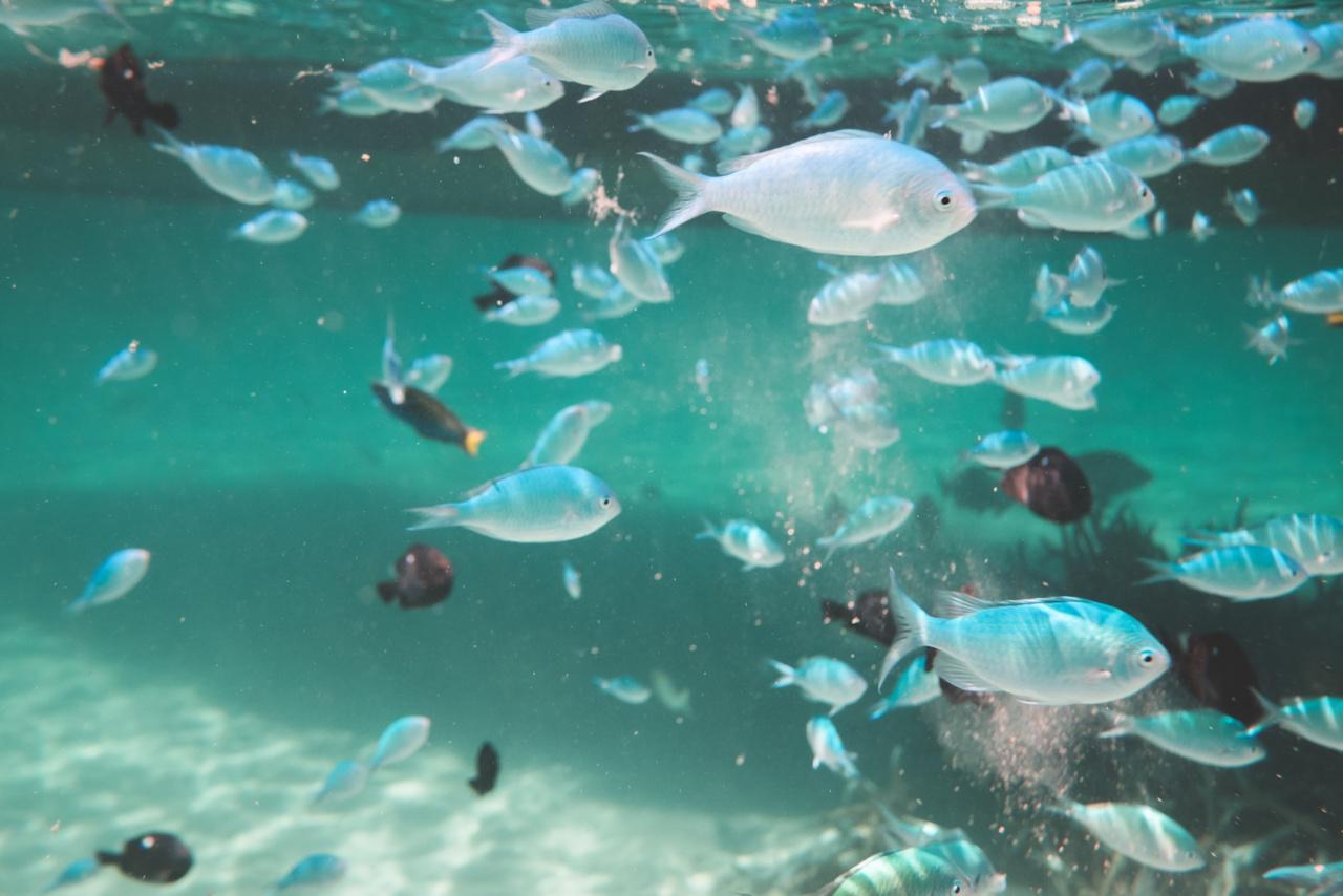 Which fish species are carcinogenic?