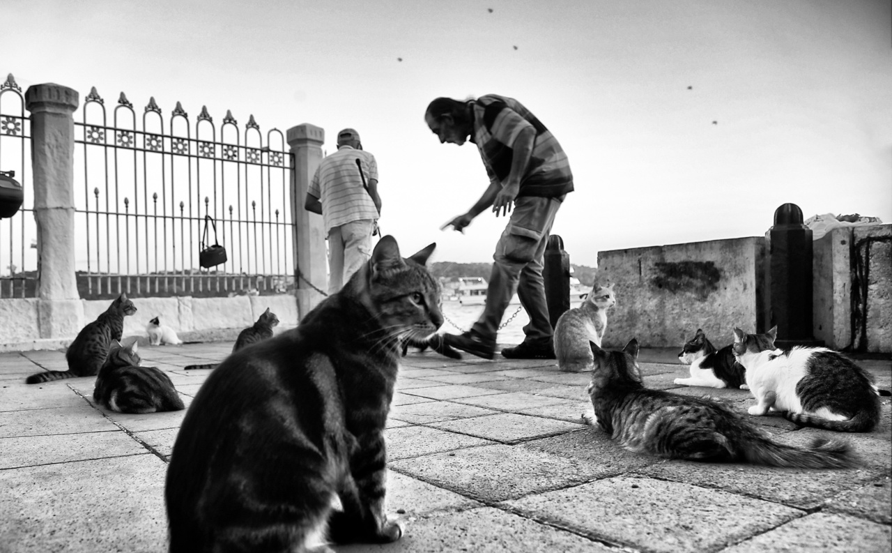 How to care for blinded stray kittens
