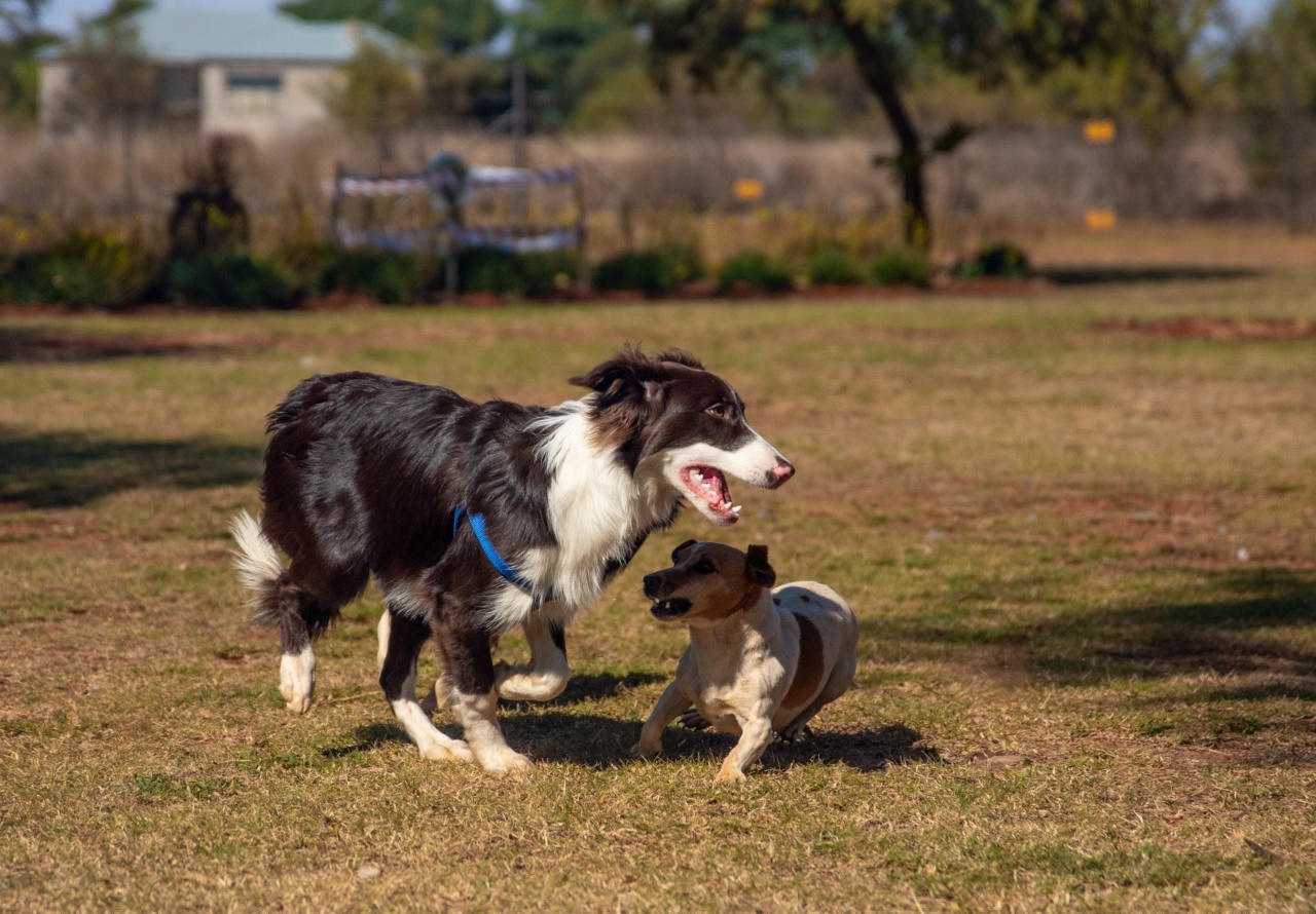 Puppy Potty Training: The fundamental steps to housebreak your furry friend