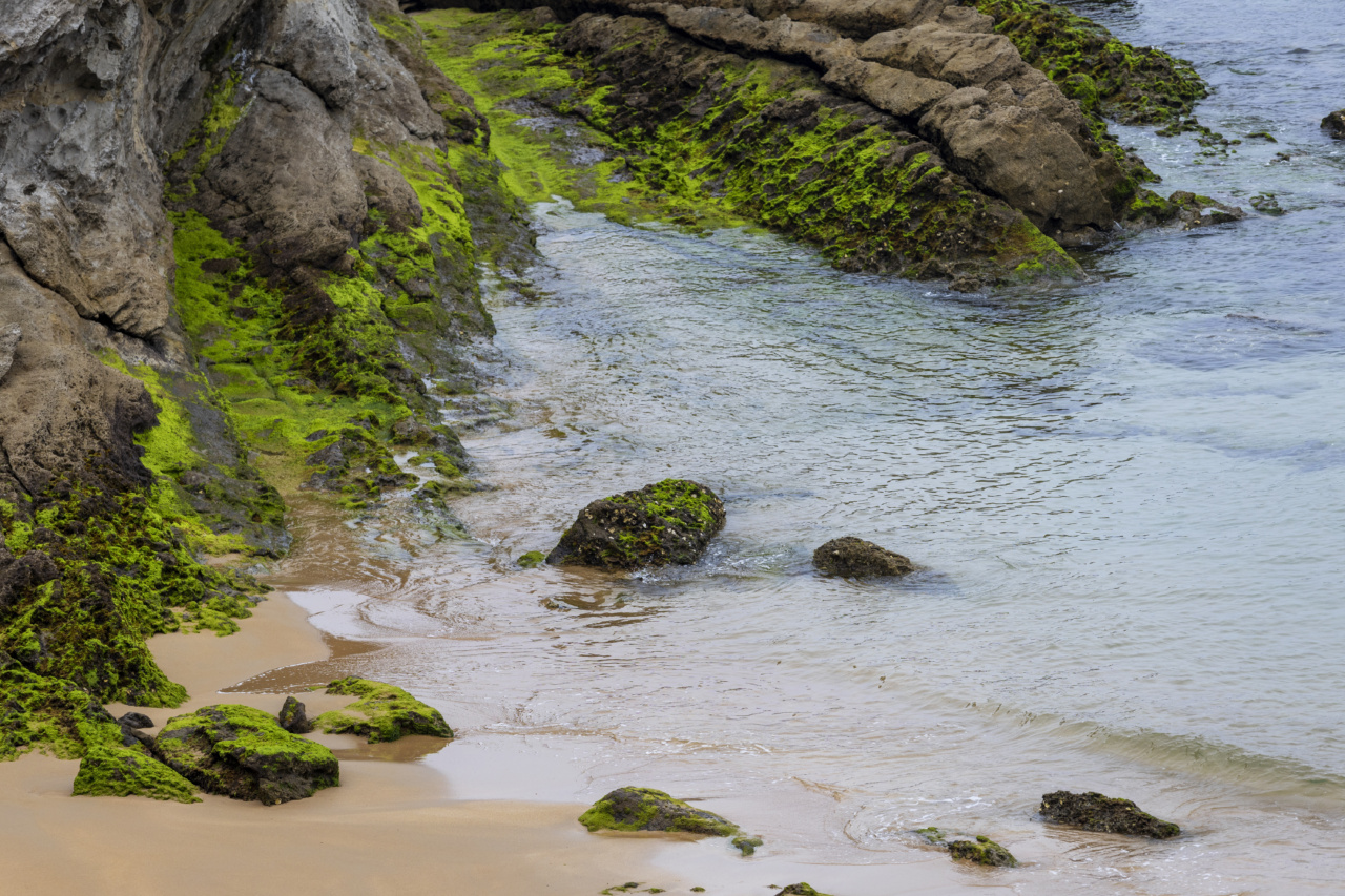 Unlocking the Healing Properties of Algae