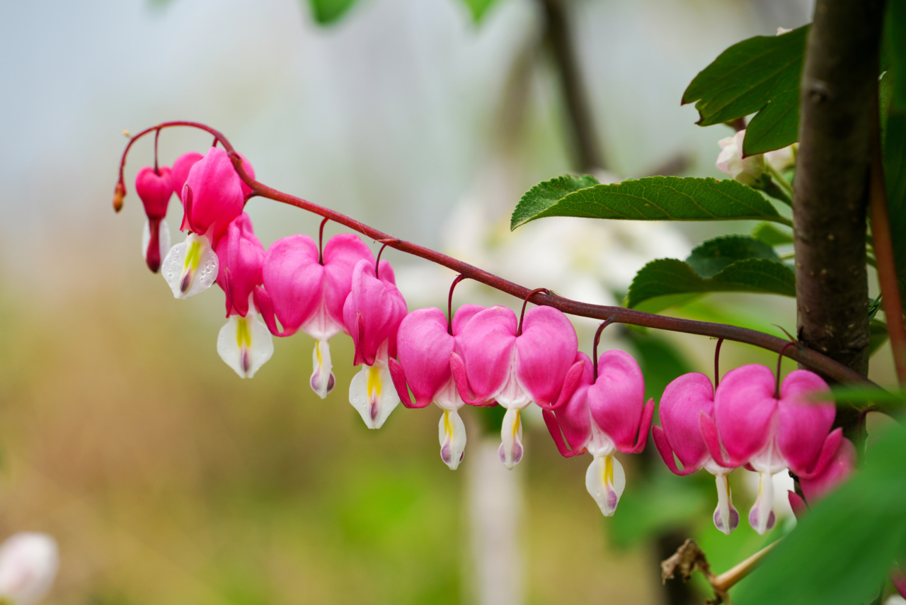 Unveiling Innocence: The Heart’s Growth