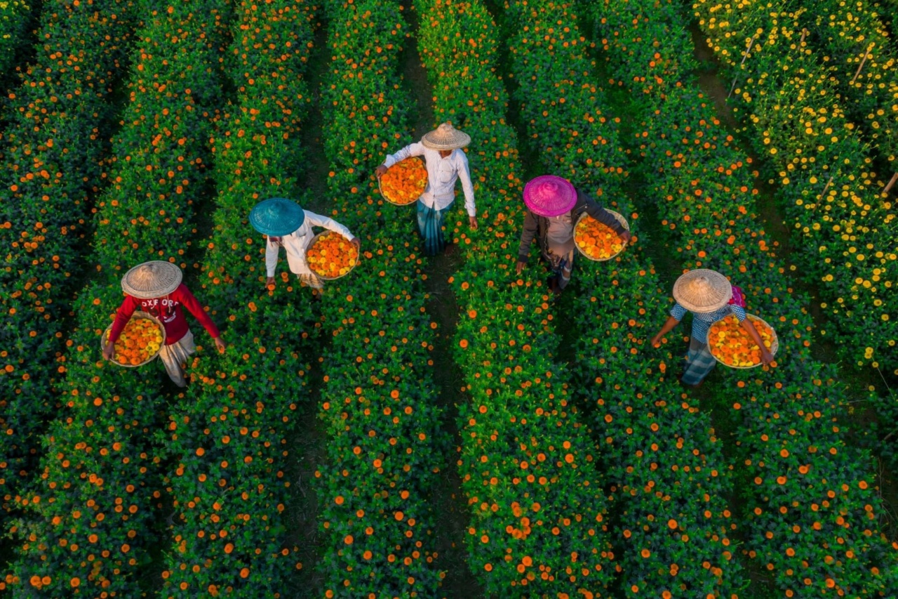 The 30 most prevalent GM crops