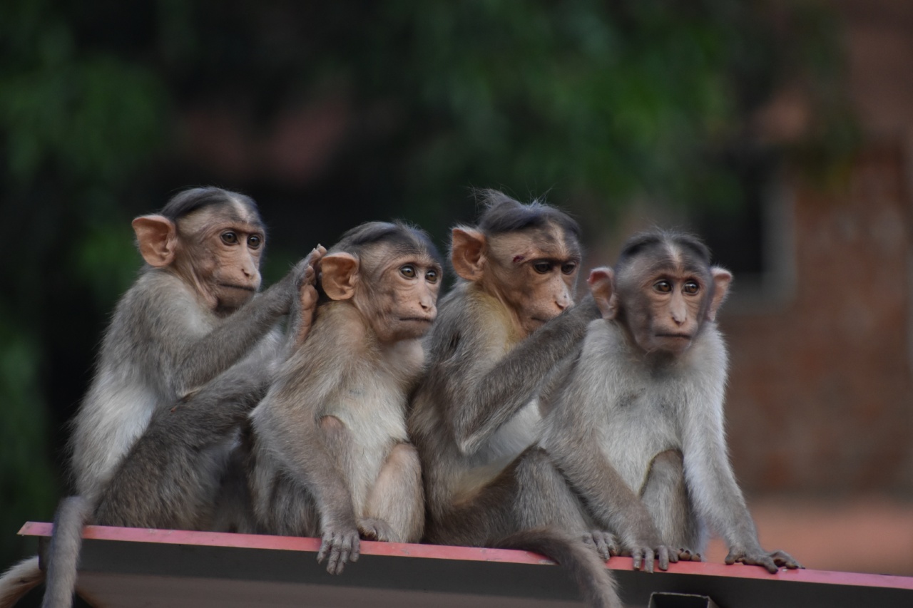 Can monkeys survive on different surfaces?