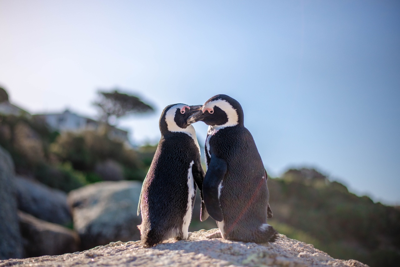 A Kiss That Saved 672 Penguins