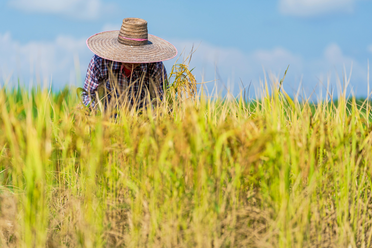 Breakthrough: Key gene paves way for improved rice yield