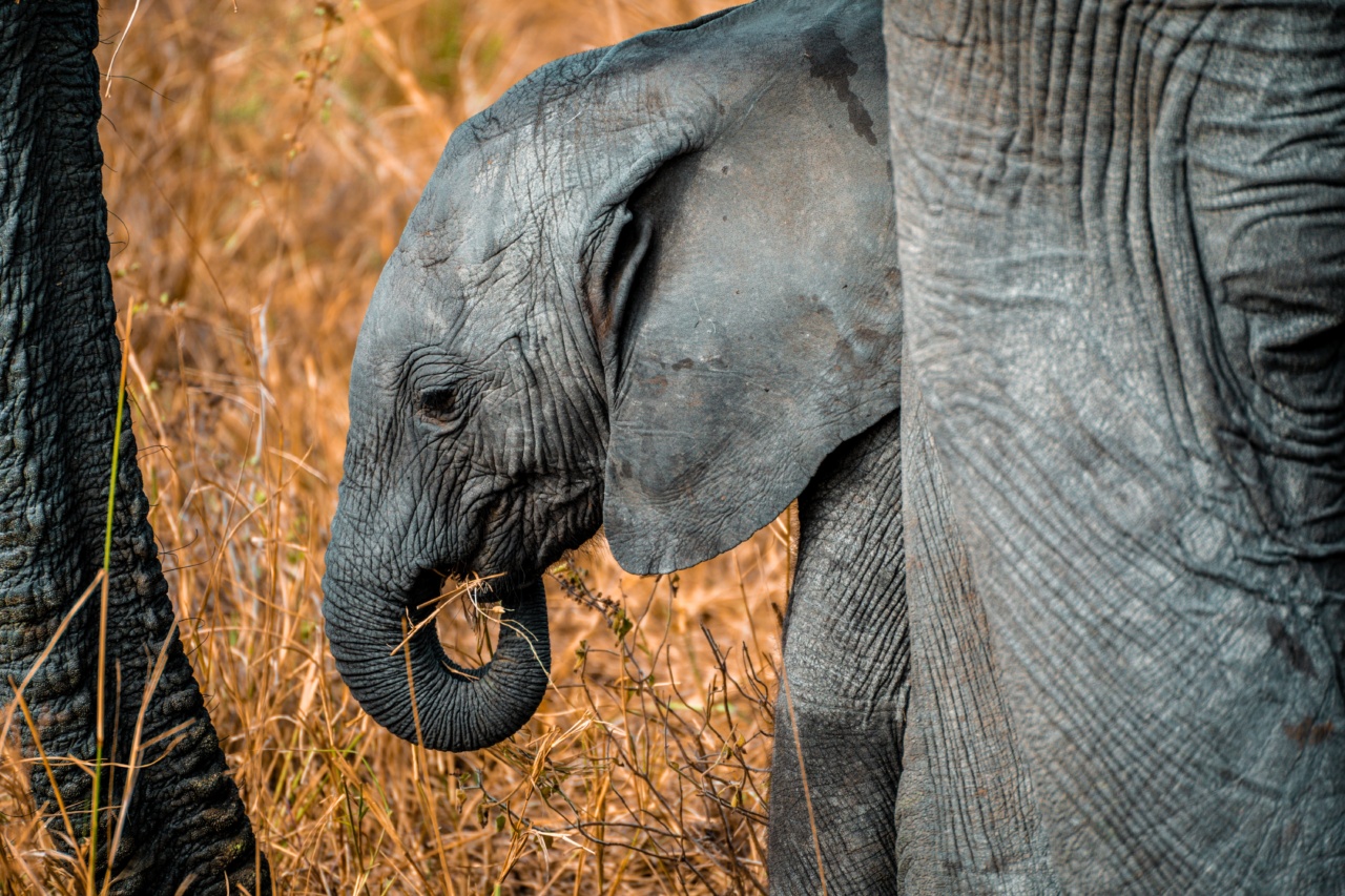 Assessing the Potential for African Mutation to Evade Immunity