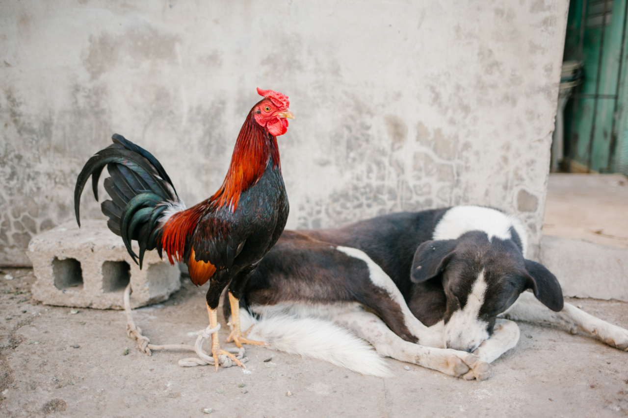How to Spot Stress in Your Canine Companion