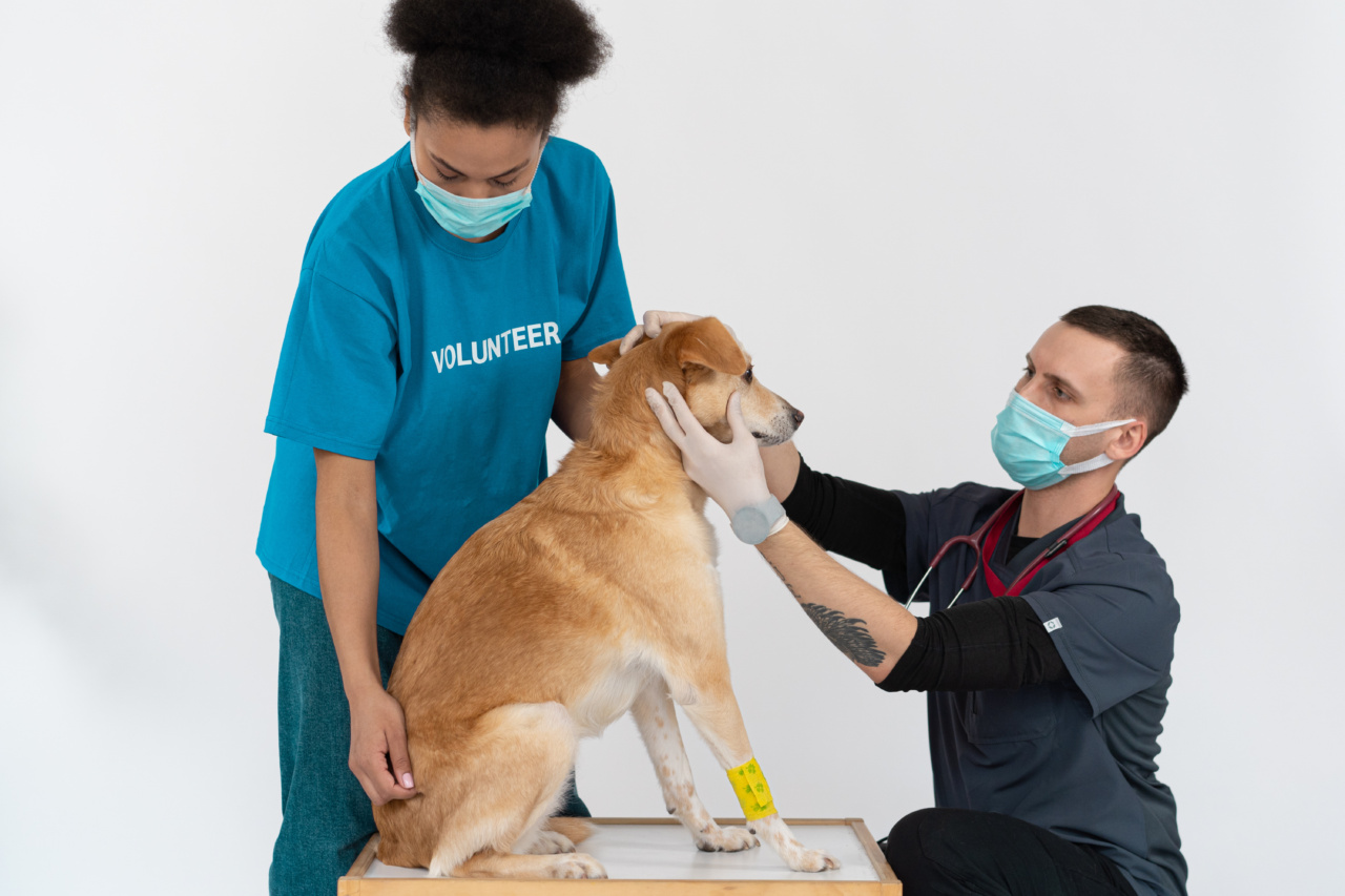 Caring for Dogs with Allergies