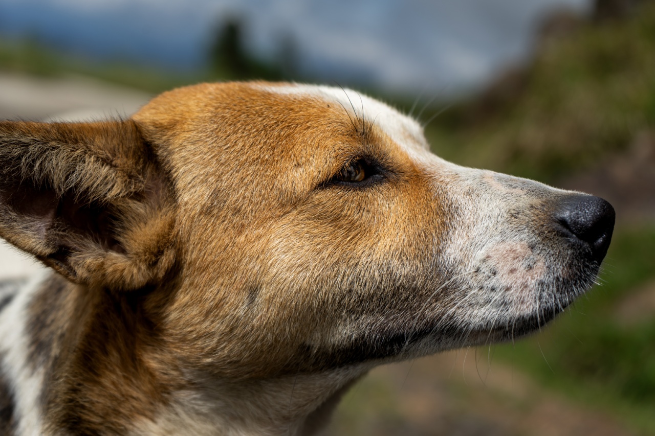 Ear Infections in Dogs: Natural Remedies to Try