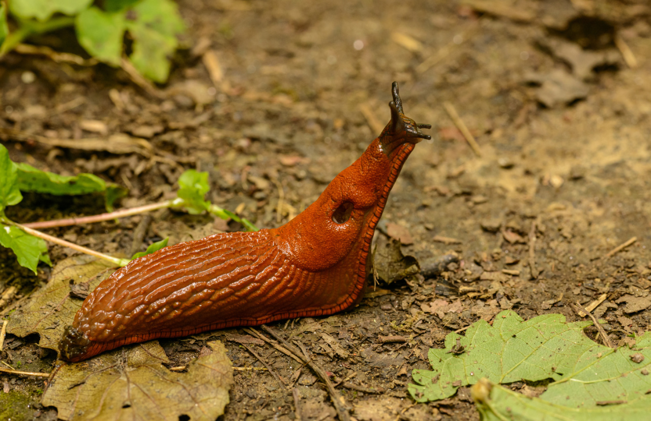 Snail extract: the secret to ageless skin