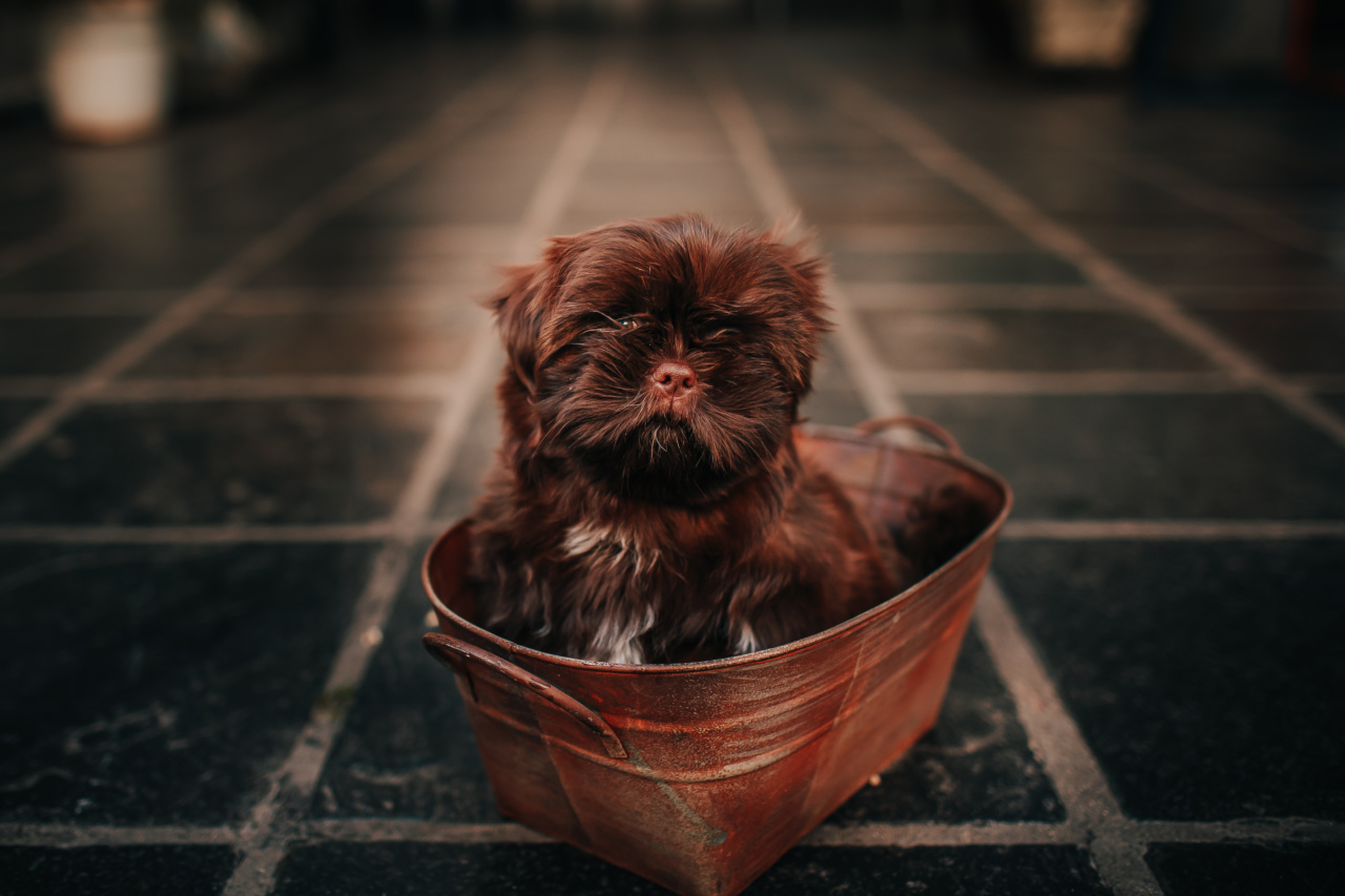 Prevent Your Dog from Rubbing on the Floor After a Bath: Here’s How
