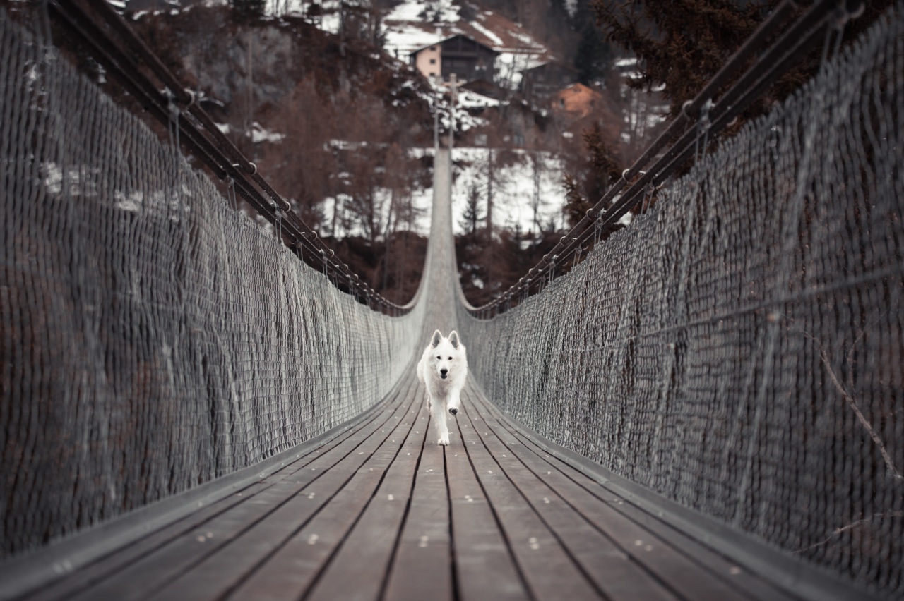 Pearl: The Courageous Canine Who Escaped Her Captivity