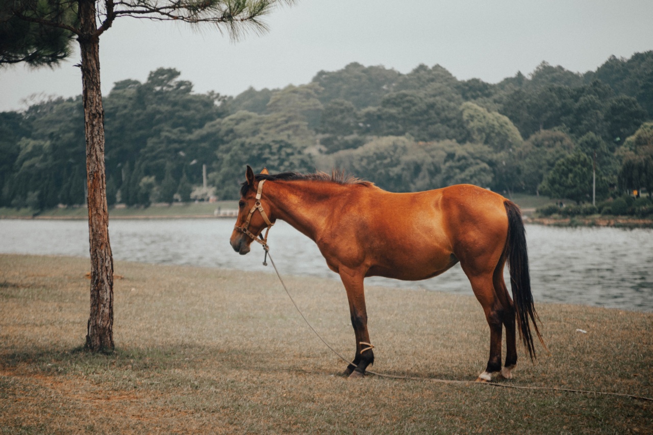 Is it okay to ride my dog without a leash?